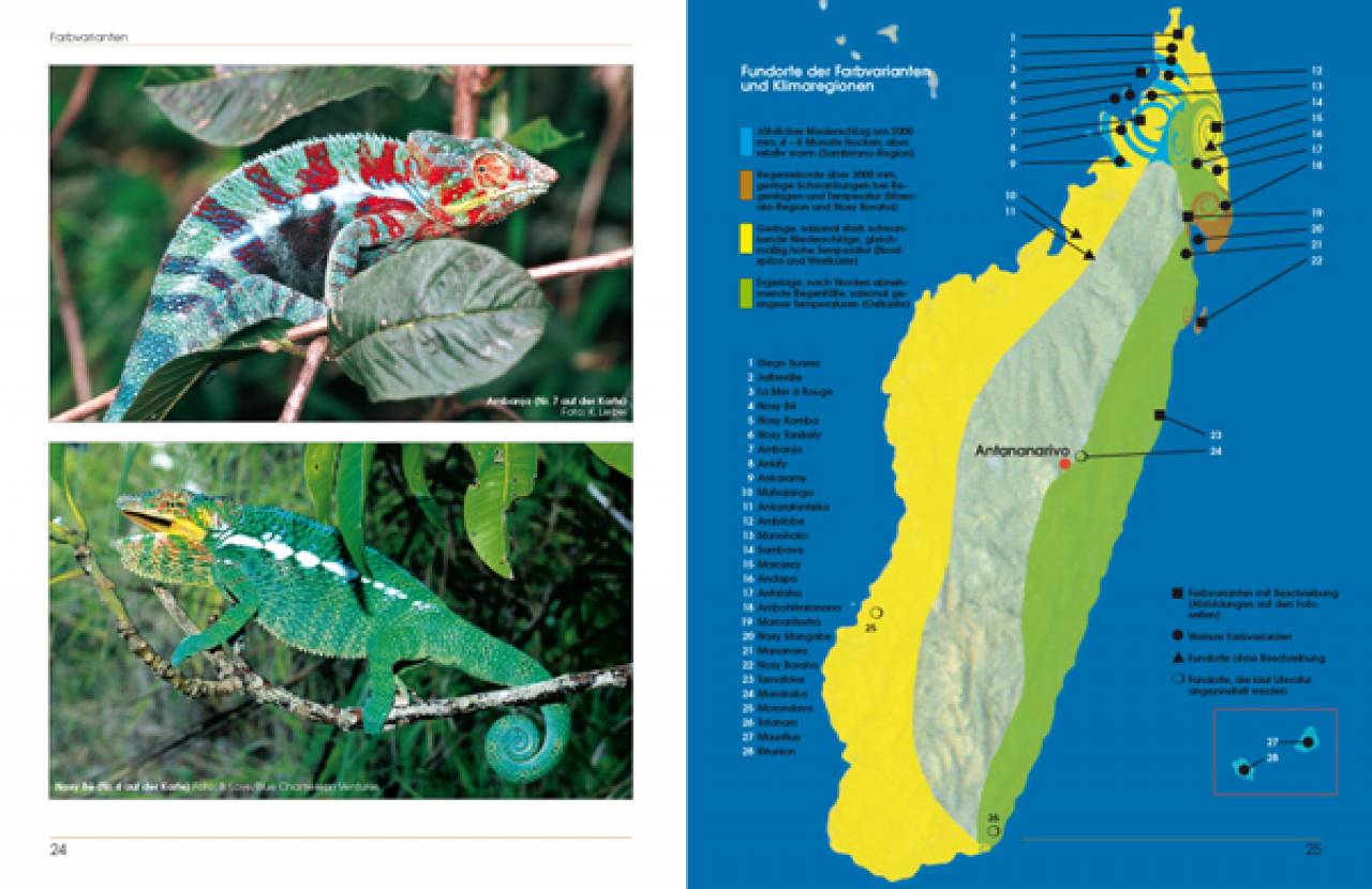 Furcifer pardalis – Das Pantherchamäleon